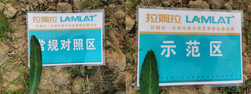 水溶肥,老缅芫荽,拉姆拉