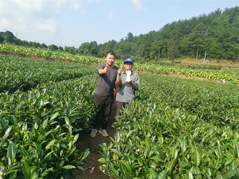 茶树种植,水溶肥品牌,伯示麦