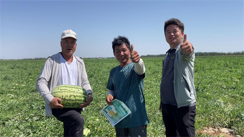 西瓜种植,水溶肥品牌,拉姆拉