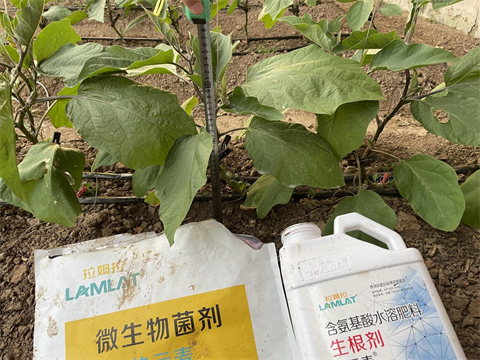 水溶肥厂家,茄子种植,伯示麦水溶肥